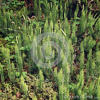 Alpine flora of horsetails and lichens - vintage effect photo. Stock Photo