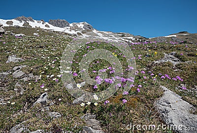 Alpine flora at mountain top nebelhorn, pink primrose and crowfoots Stock Photo