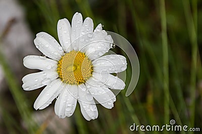 Alpine flora, Slovenia Stock Photo