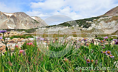 Alpine flowers in front of the Medicine Bow Mountains of Wyoming Stock Photo