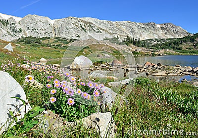 Alpine flowers in front of the Medicine Bow Mountains of Wyoming Stock Photo