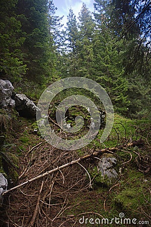 Alpine forest, Alpe Adria trail Stock Photo