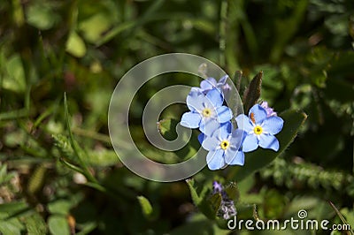 Alpine forget-me-not flowers - Myosotis alpestris Stock Photo