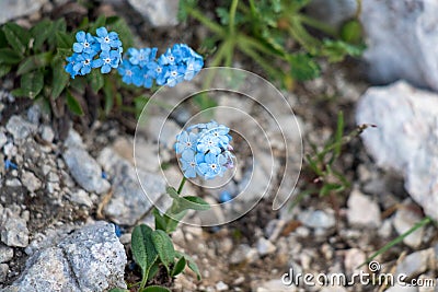 Alpine forget-me-not in the mountains Stock Photo