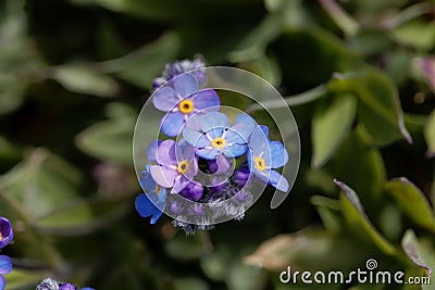 Alpine forget-me-not Myosotis alpestris Stock Photo