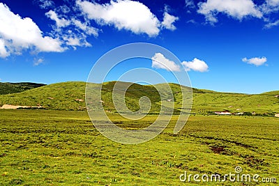 The Alpine Grassland scenery on the Qinghai Tibet Plateau Stock Photo