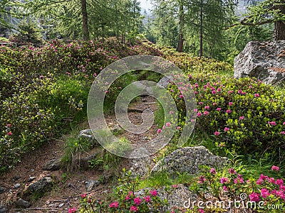Alpine hiking trail with flowering Alpine rose shrubs Stock Photo