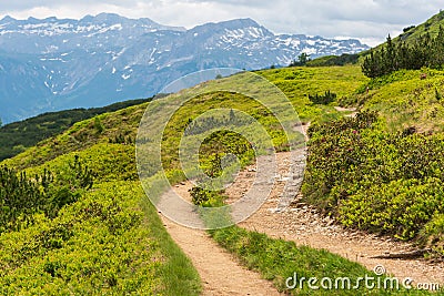 Alpine hiking trail. A stone winding road, surrounded by green plants, alpine roses. Snowy mountains in the background Stock Photo