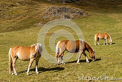 Alpine horse on Tirol Mountains. Brown gee on mountain background Stock Photo