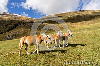 Alpine horse on Tirol Mountains. Brown gee on mountain background Stock Photo