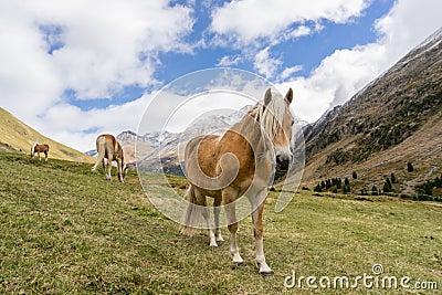 Alpine horse on Tirol Mountains. Brown gee on mountain background Stock Photo