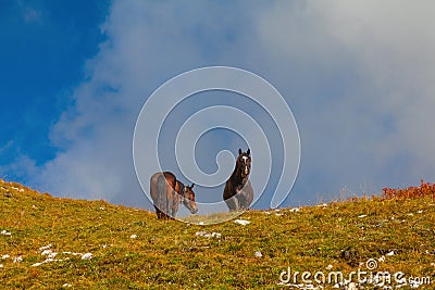Alpine horses, Dolomites, Italy Stock Photo
