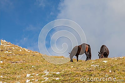 Alpine horses on a high-altitude pasture in the Dolomites, Italy Stock Photo