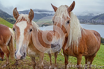 Alpine horses by lake Zell am See, Austria Stock Photo