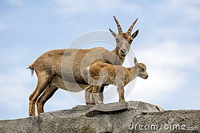 Alpine ibex Capra ibex, mother and child animals Stock Photo