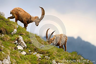 Alpine ibex - Capra Ibex pasturing and mating and dueling in Slovenian Alps. Typical horned animal of the high mountains Stock Photo