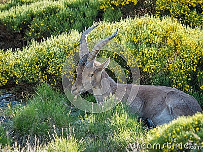 Alpine ibex (Capra pyrenaica) on the mountain in a colorful spring Stock Photo