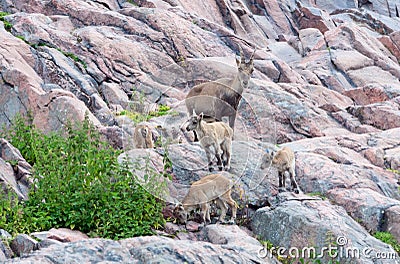 Alpine ibex with kids Stock Photo