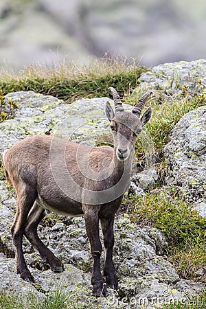 Alpine Ibex Stock Photo