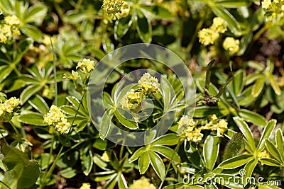 Alpine lady mantle, Alchemilla alpina Stock Photo