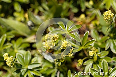 Alpine lady mantle, Alchemilla alpina Stock Photo