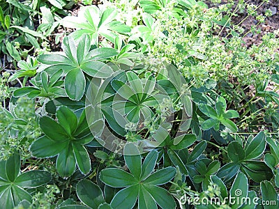 Alpine lady`s-mantle, Alchemilla alpine Stock Photo