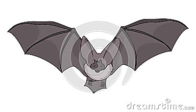 Alpine Long-Eared Bat illustration vector Vector Illustration