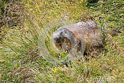 Alpine marmot Stock Photo