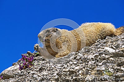 Alpine Marmot, marmota marmota, Adult eating Flower, French Alps Stock Photo