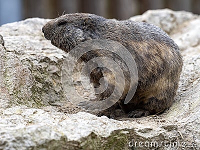 Alpine Marmot, Marmota marmota, has large incisors and lives high in the European mountains Stock Photo