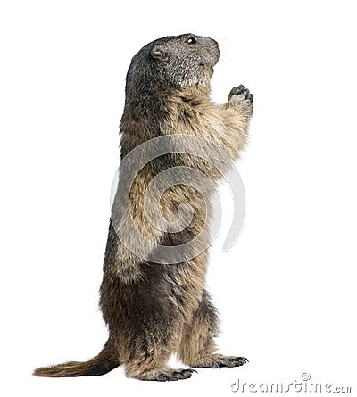 Alpine Marmot - Marmota marmota (4 years old) Stock Photo