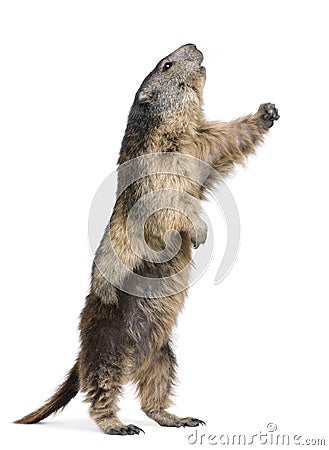 Alpine Marmot - Marmota marmota (4 years old) Stock Photo