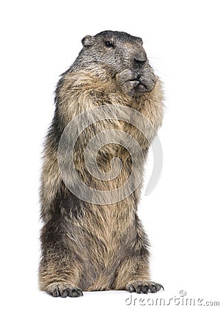 Alpine Marmot - Marmota marmota (4 years old) Stock Photo