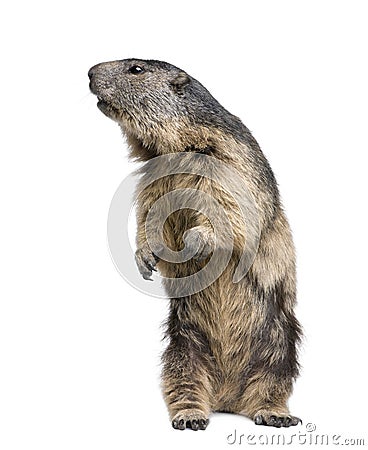 Alpine Marmot - Marmota marmota (4 years old) Stock Photo