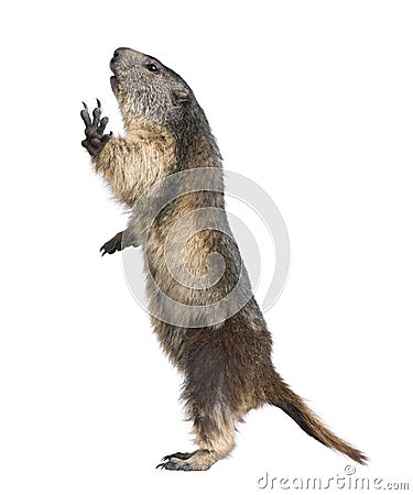 Alpine Marmot - Marmota marmota (4 years old) Stock Photo