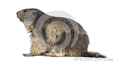Alpine Marmot - Marmota marmota (4 years old) Stock Photo