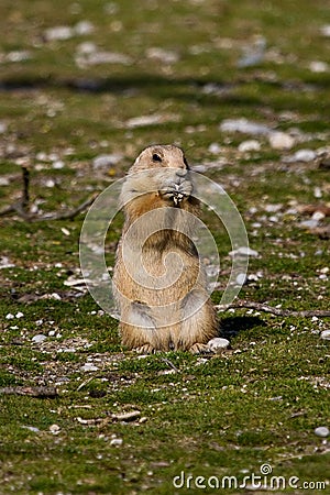 Alpine marmot, marmota marmota, in the zoo Stock Photo