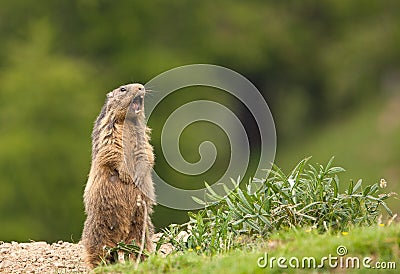 An Alpine Marmot raising the alarm Stock Photo