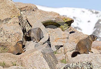 Alpine Marmot Stock Photo