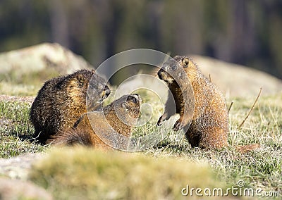 Alpine Marmot Stock Photo