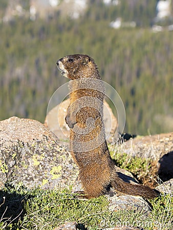 Alpine Marmot Stock Photo