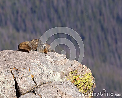 Alpine Marmot Stock Photo