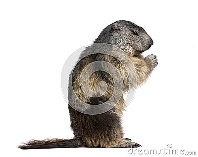 Alpine Marmot sitting against white background Stock Photo