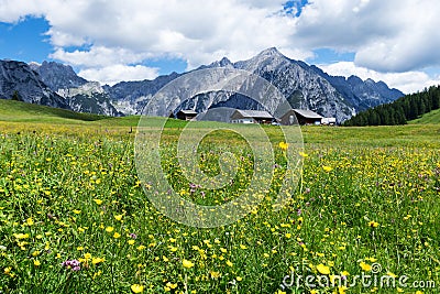 Alpine meadow with beautiful yellow flowers near Walderalm. Austria, Tirol Stock Photo