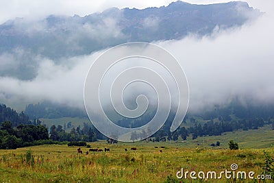 Alpine meadow with horses Stock Photo