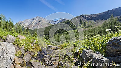 Alpine Meadow in the Rocky Mountains Alberta Canada Stock Photo