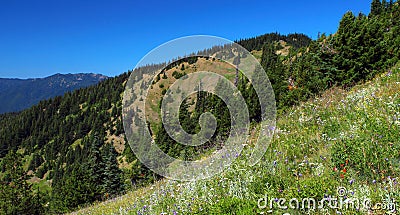 Olympic National Park Landscape Panorama of Summer Flowers in Alpine Meadows, Washington State Stock Photo