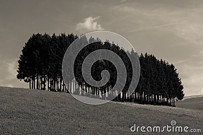 Alpine meadows and pine trees isolated Stock Photo