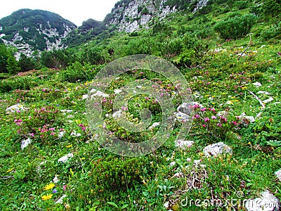 Alpine mountain landscape with yellow and pink hairy alpenrose flowers Stock Photo