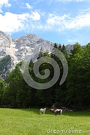 Alpine pasture with grazing horses Stock Photo